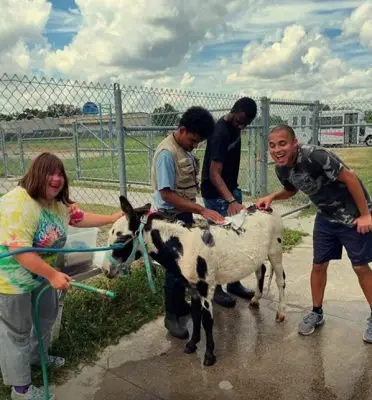 Four people grooming a small black-and-white pony beside a fenced paddock.